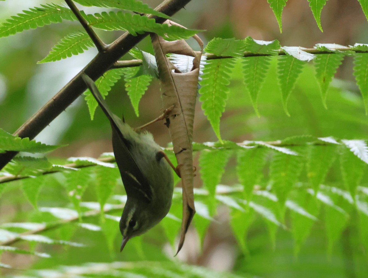 Plumbeous Warbler - ML619596898