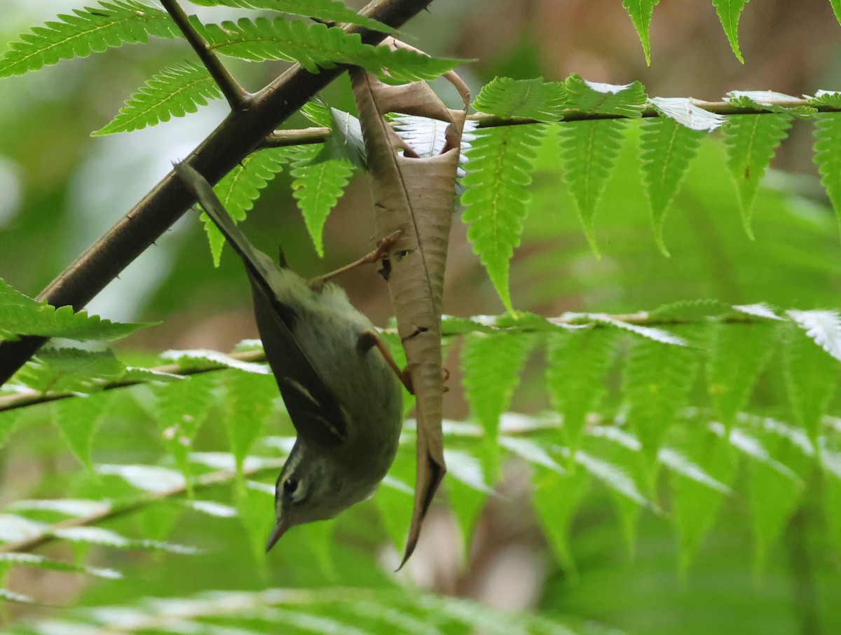 Plumbeous Warbler - Pam Rasmussen