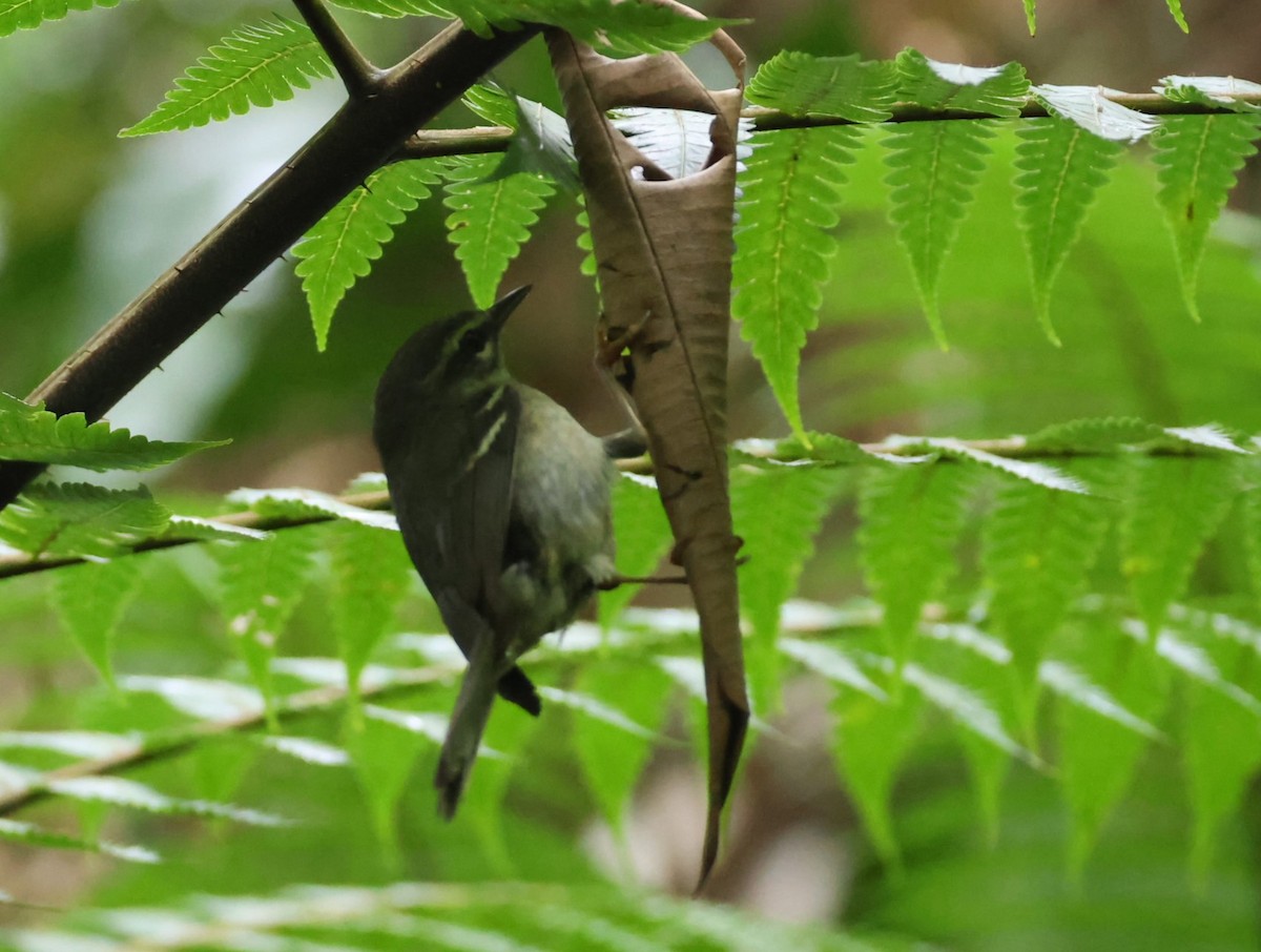 Plumbeous Warbler - Pam Rasmussen