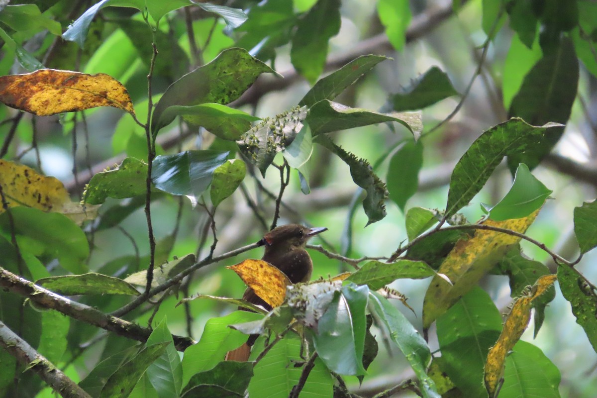 Tropical Royal Flycatcher - ML619596904