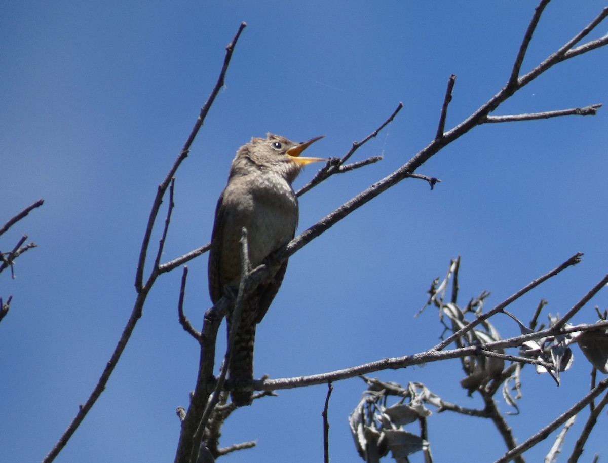 House Wren - Libby Patten