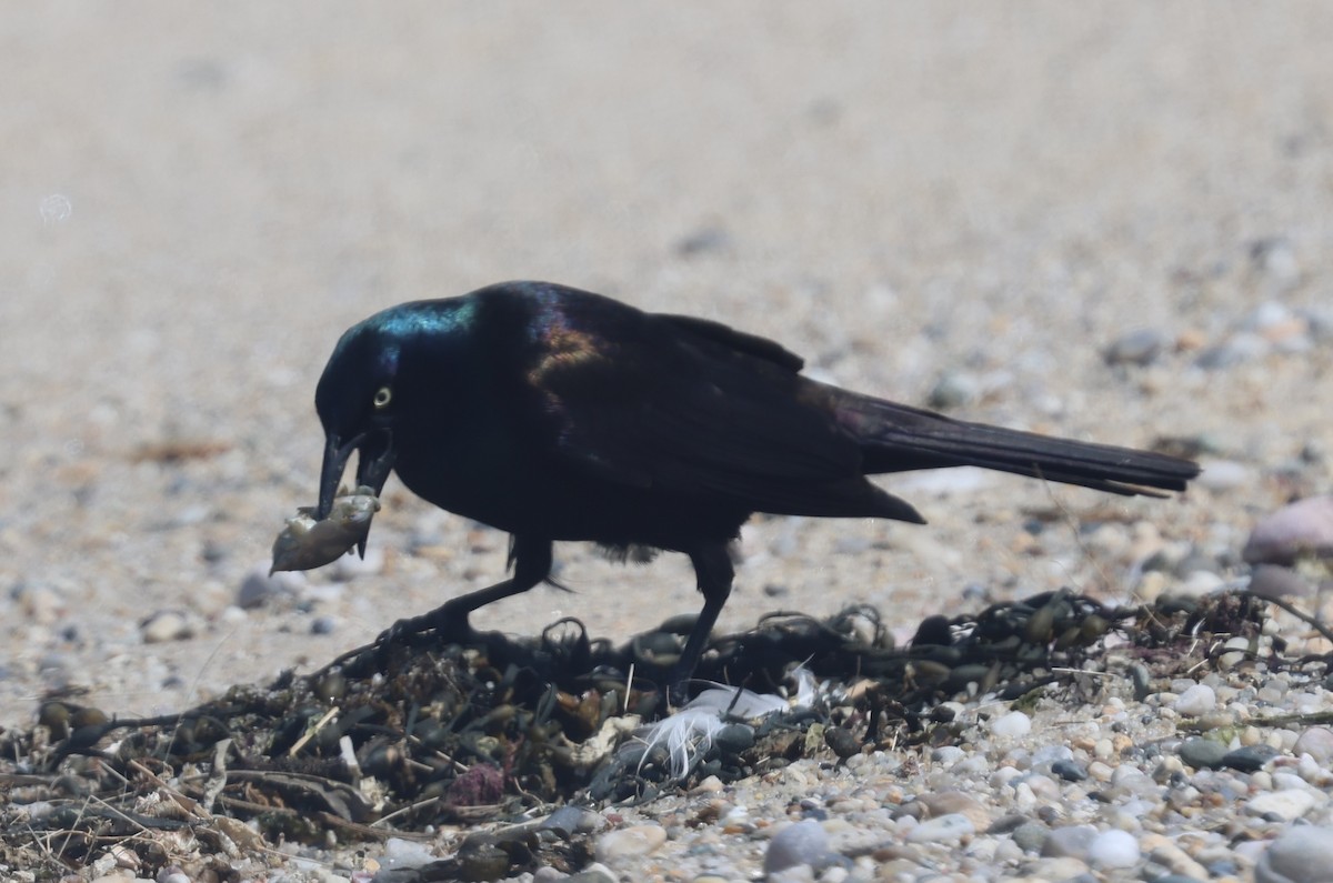 Common Grackle - burton balkind