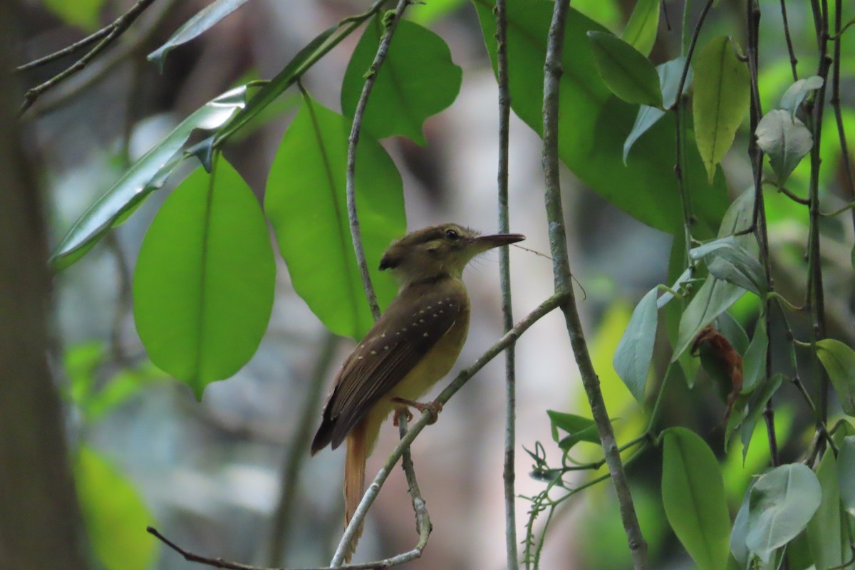 Tropical Royal Flycatcher - ML619596915