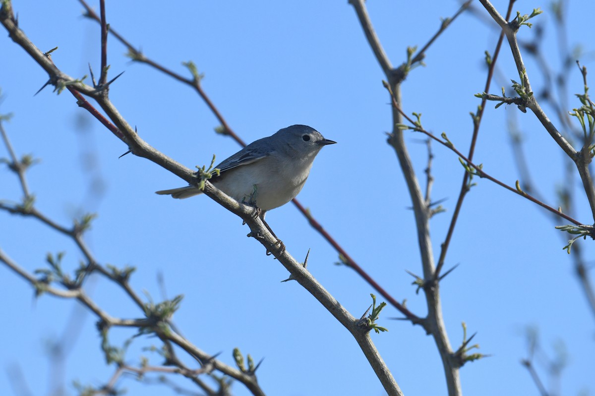 Lucy's Warbler - ML619596923