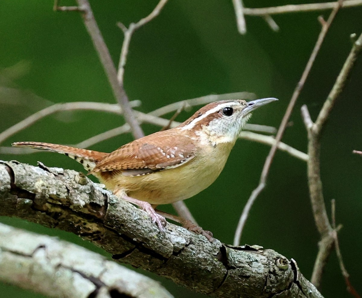 Carolina Wren - Dale & Margaret Raven