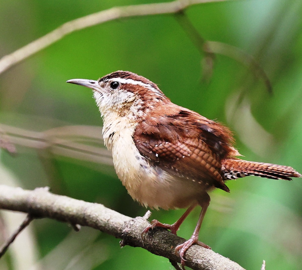 Carolina Wren - Dale & Margaret Raven