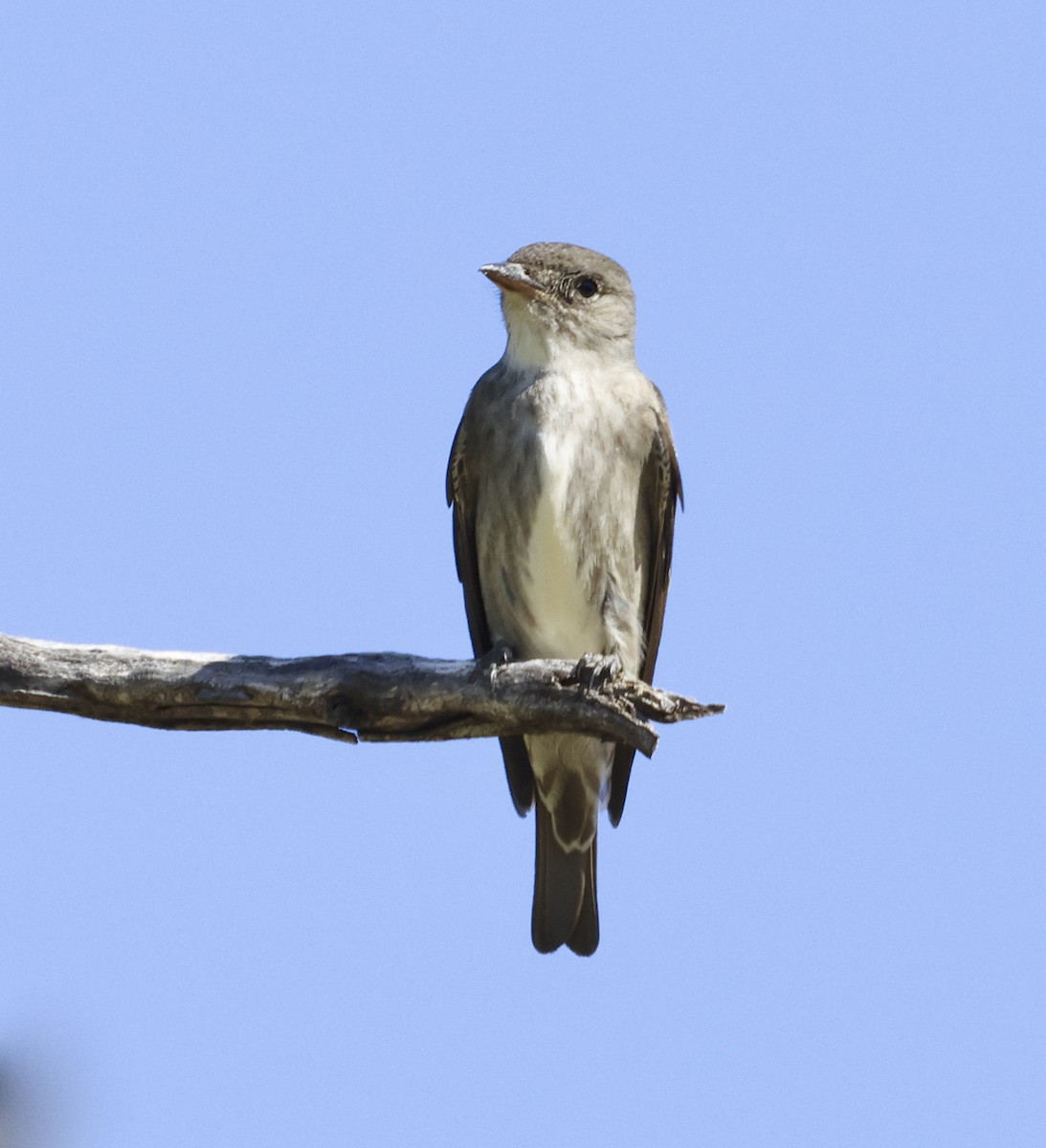 Olive-sided Flycatcher - Adam Dudley