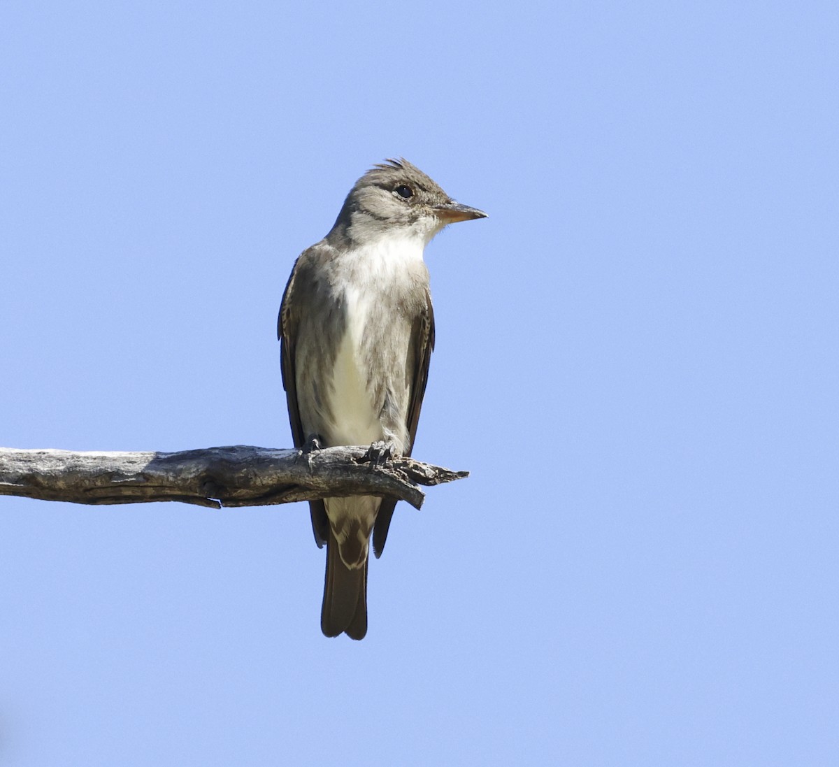 Olive-sided Flycatcher - Adam Dudley