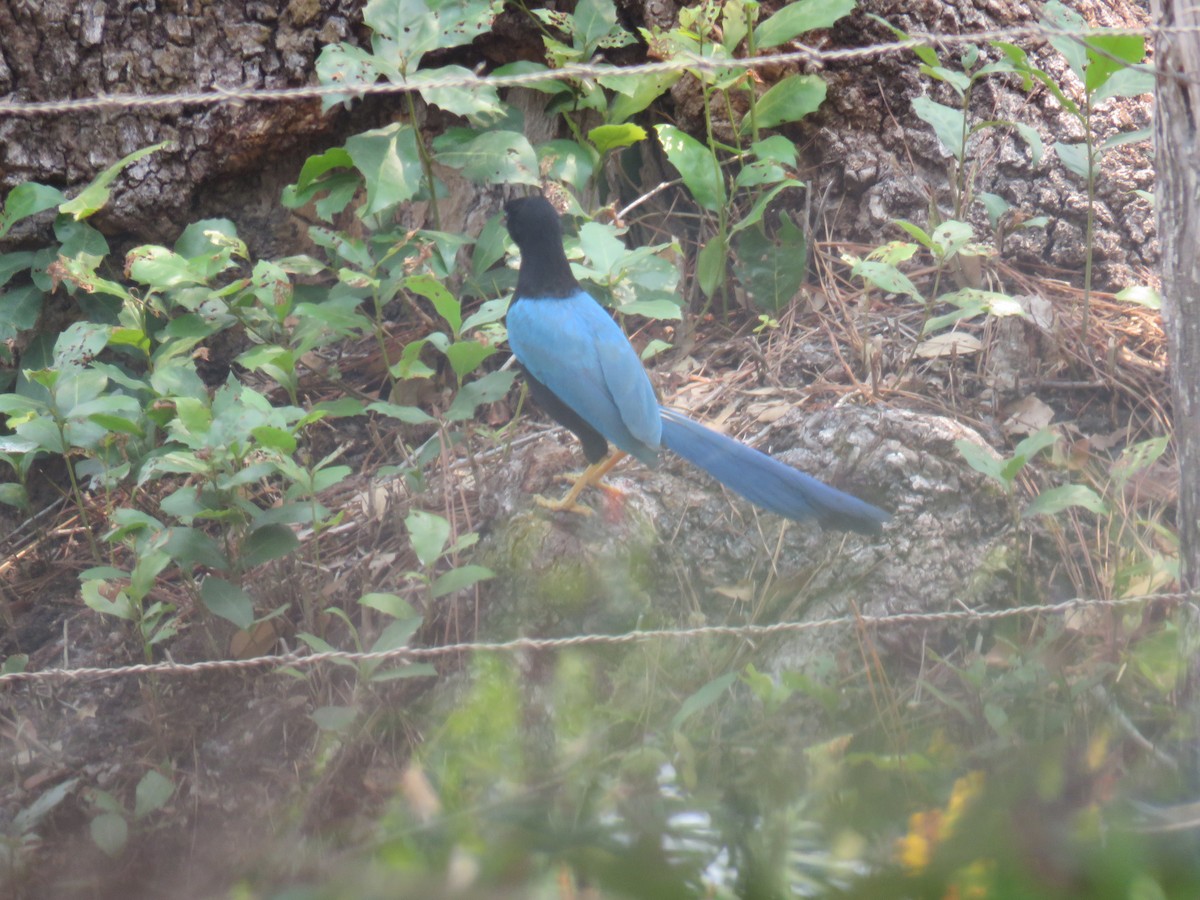 Yucatan Jay - ML619596931