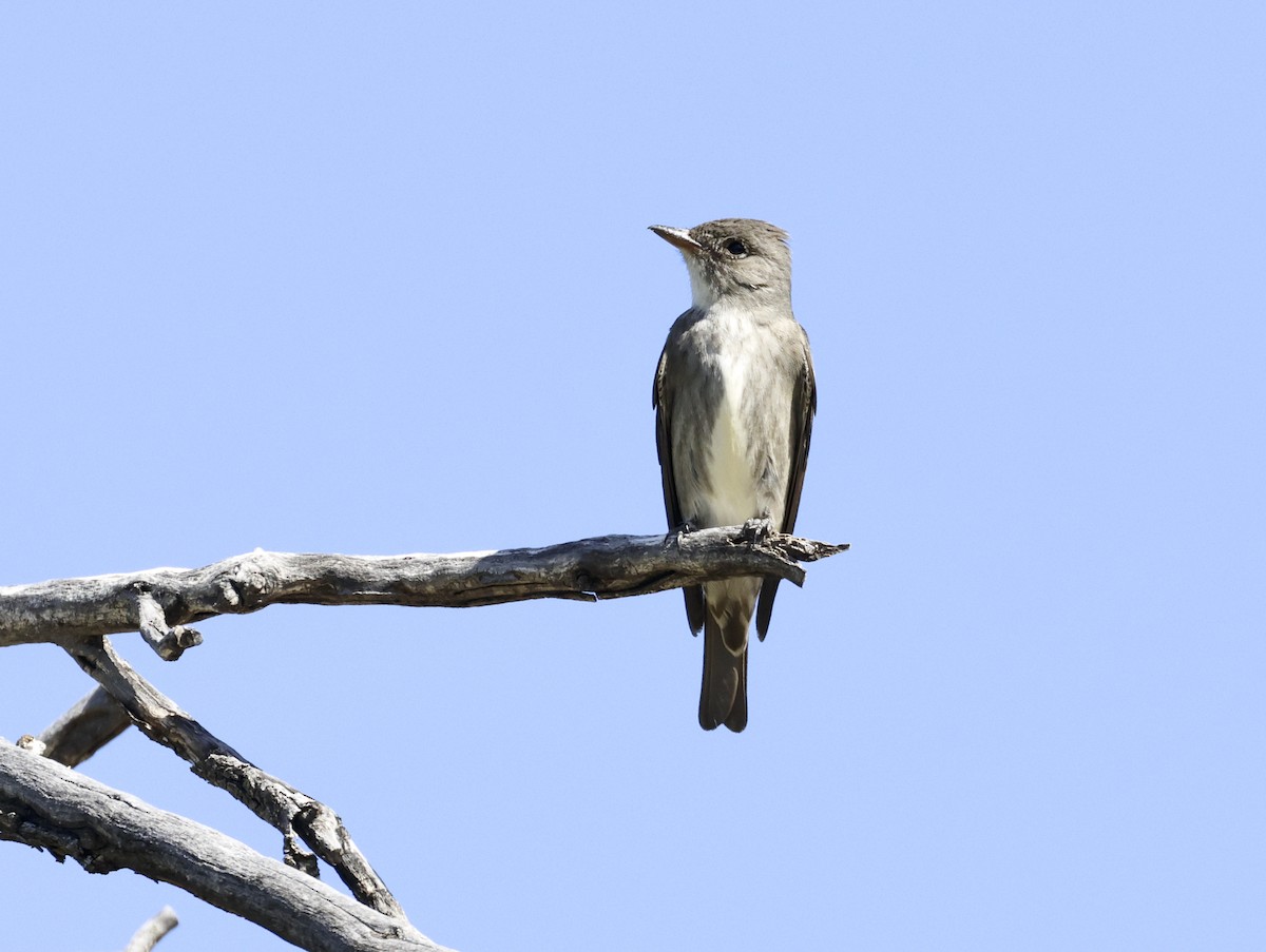 Olive-sided Flycatcher - Adam Dudley