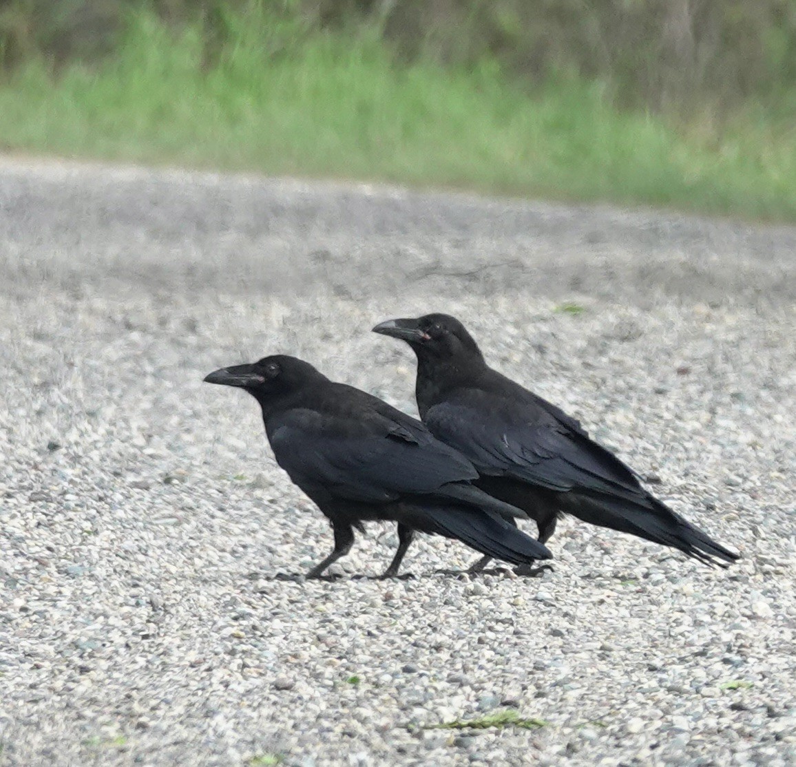 Common Raven - ML619596934