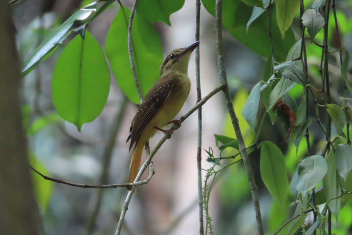 Tropical Royal Flycatcher - David Brinkman