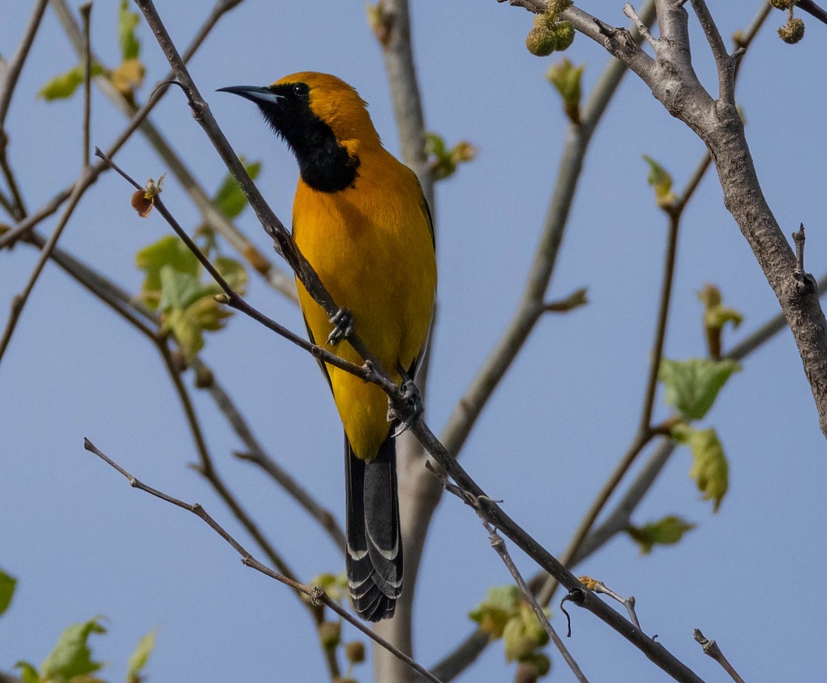 Hooded Oriole - Christine Jacobs