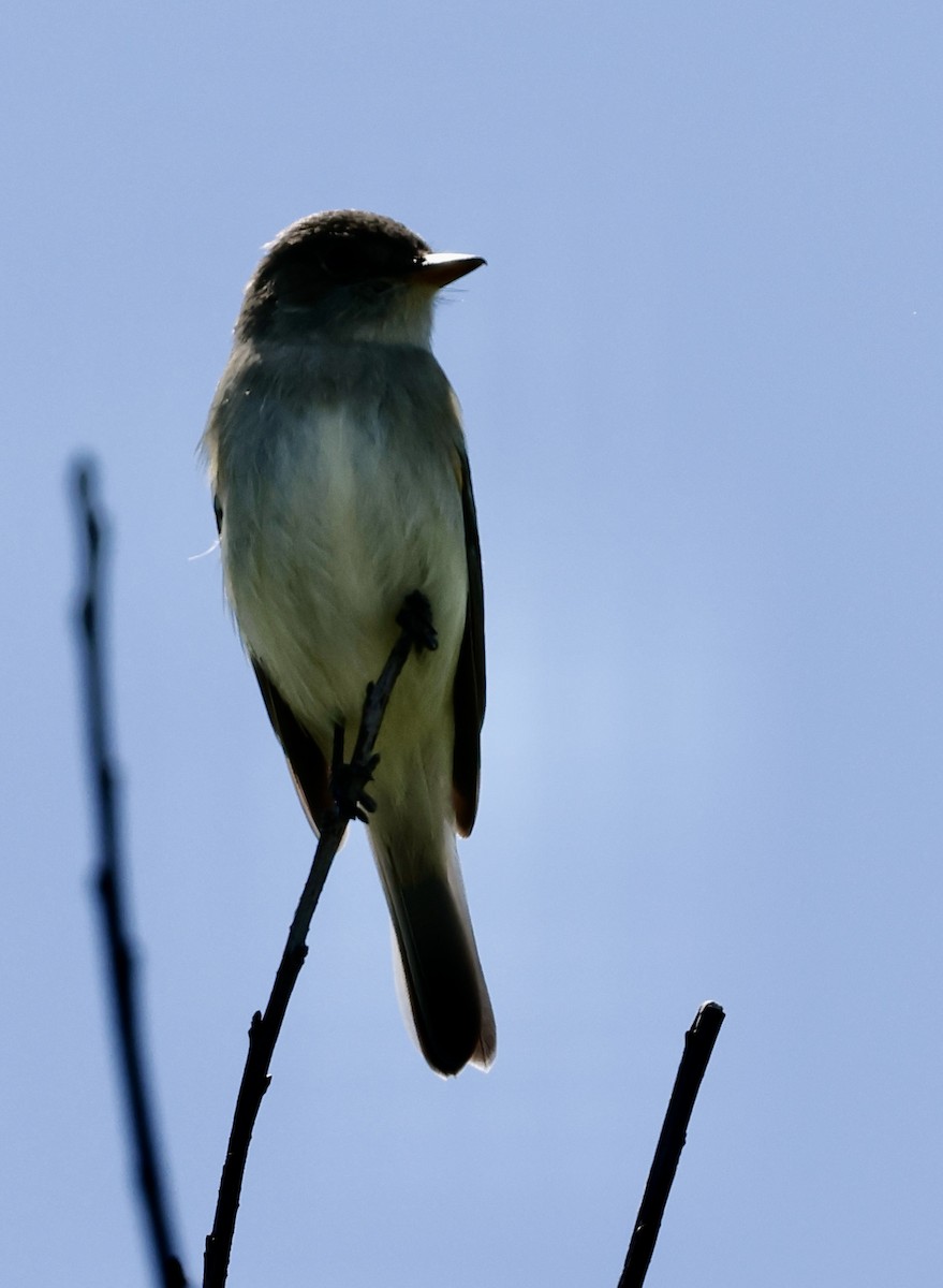 Willow Flycatcher - Lisa Goodwin