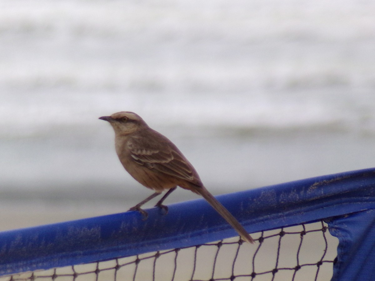 Chalk-browed Mockingbird - Antonio Sturion Junior