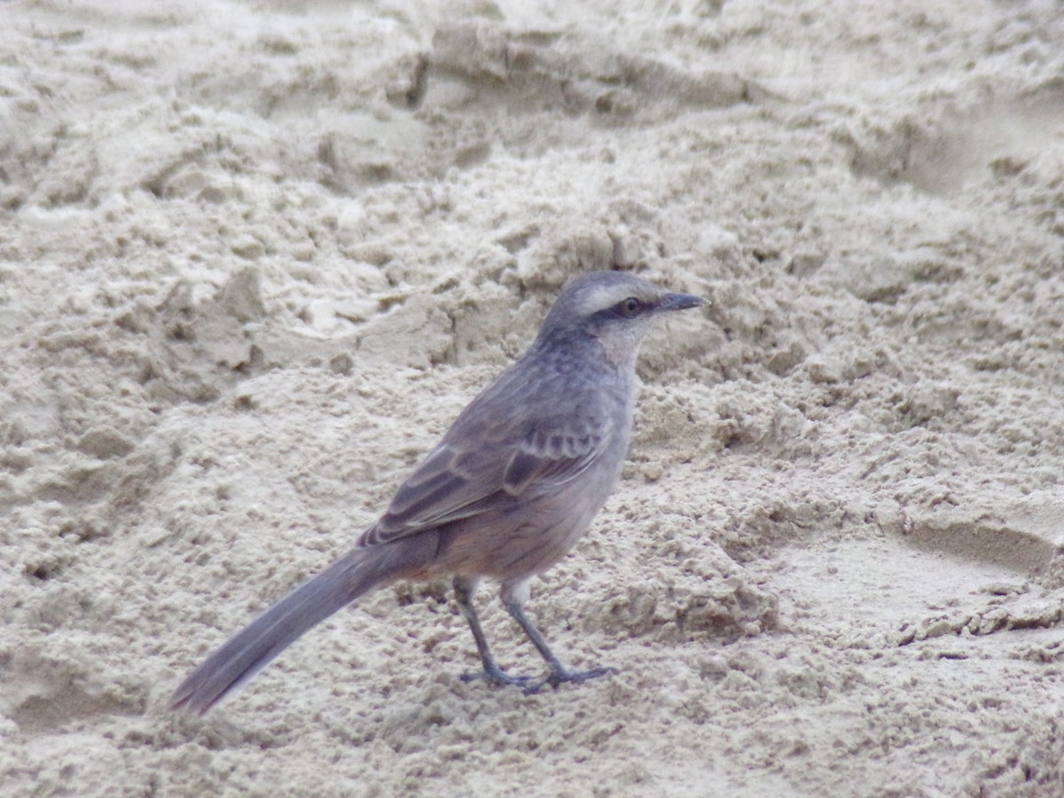 Chalk-browed Mockingbird - Antonio Sturion Junior