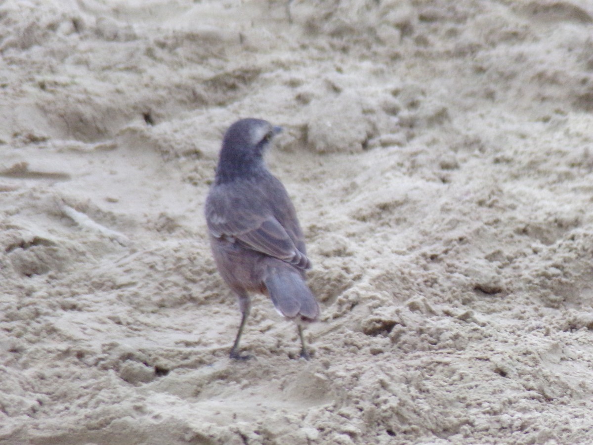 Chalk-browed Mockingbird - Antonio Sturion Junior