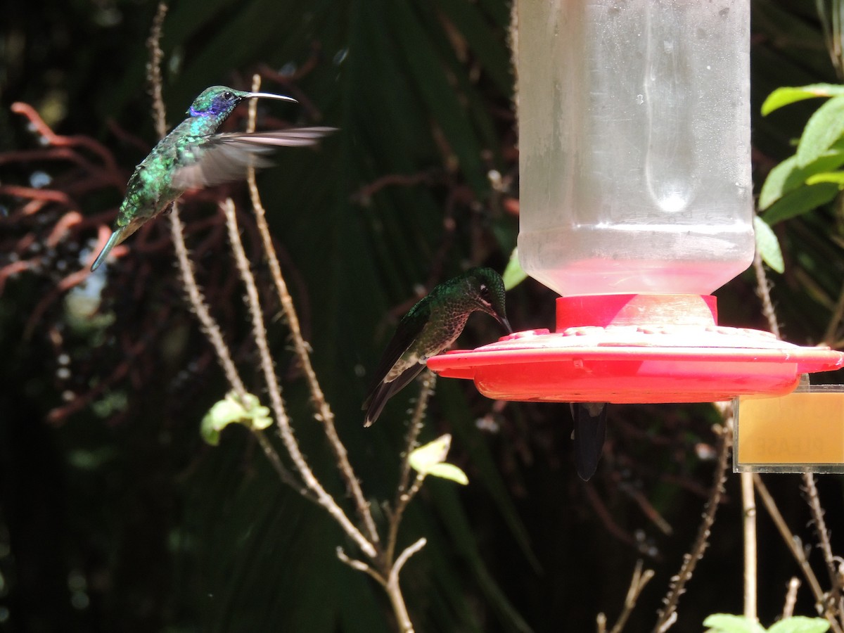 Lesser Violetear - Roger Lambert