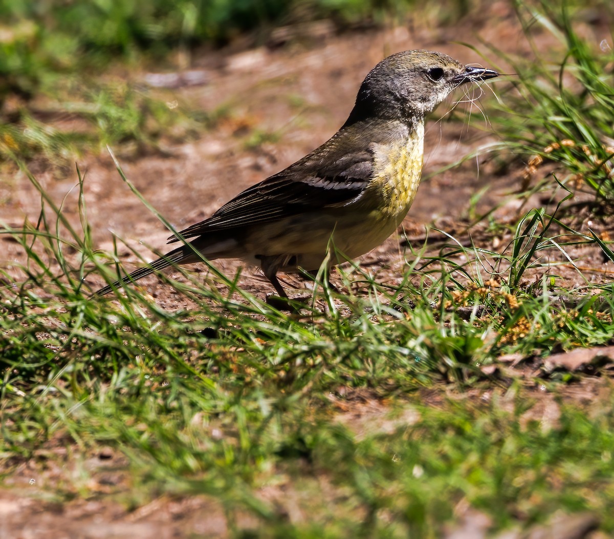 Blackpoll Warbler - Debbie Lombardo