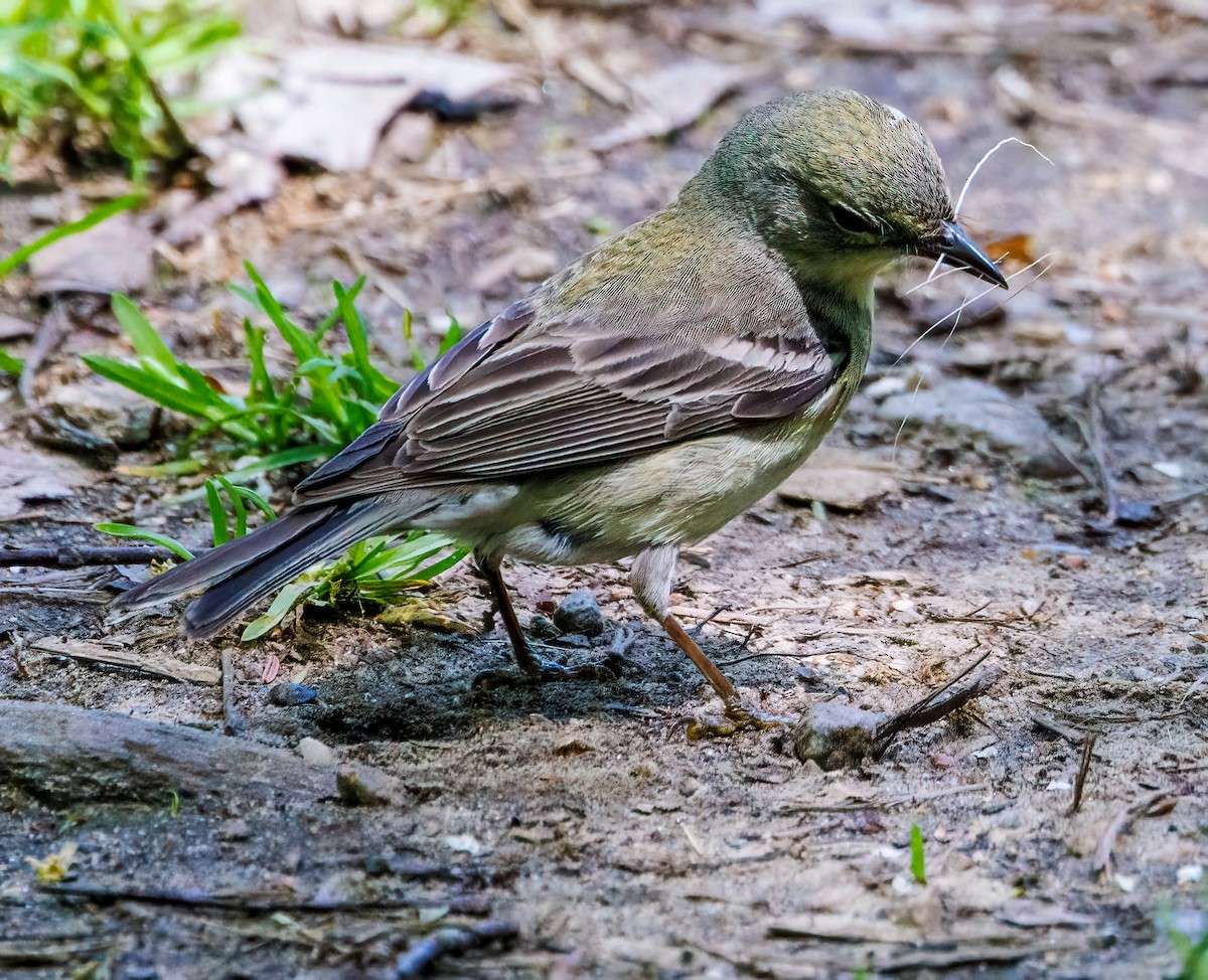 Blackpoll Warbler - Debbie Lombardo