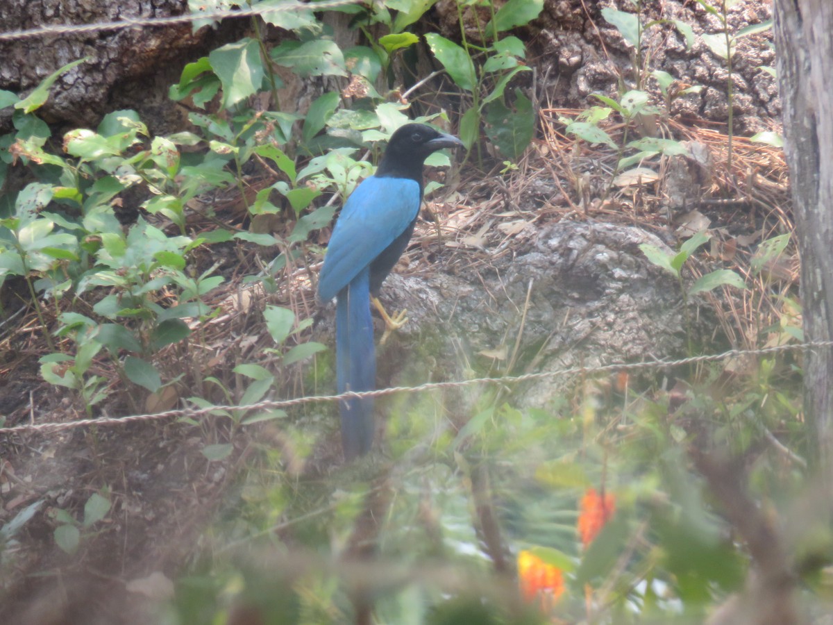 Yucatan Jay - Sam Holcomb