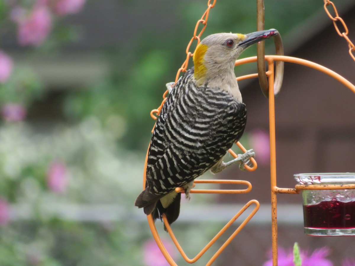 Golden-fronted Woodpecker - Paul Sellin