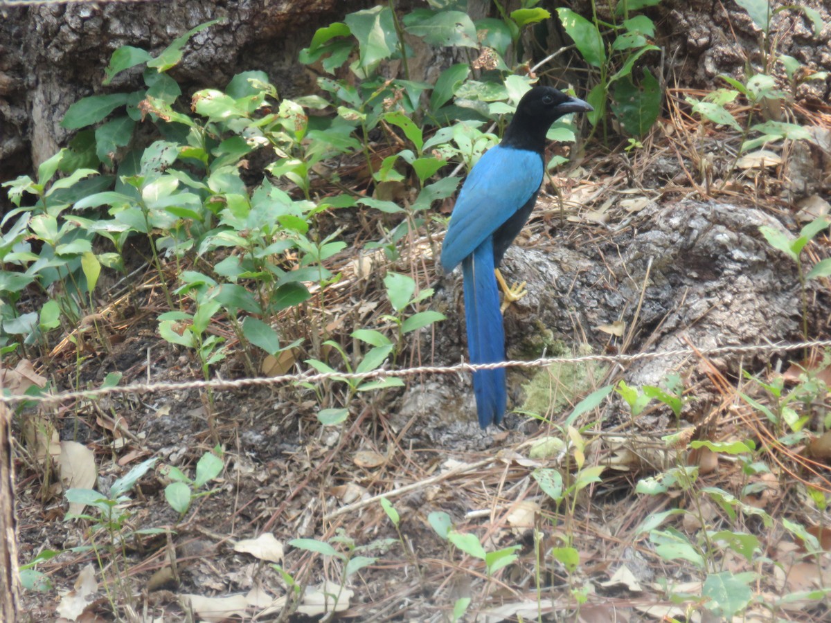 Yucatan Jay - Sam Holcomb