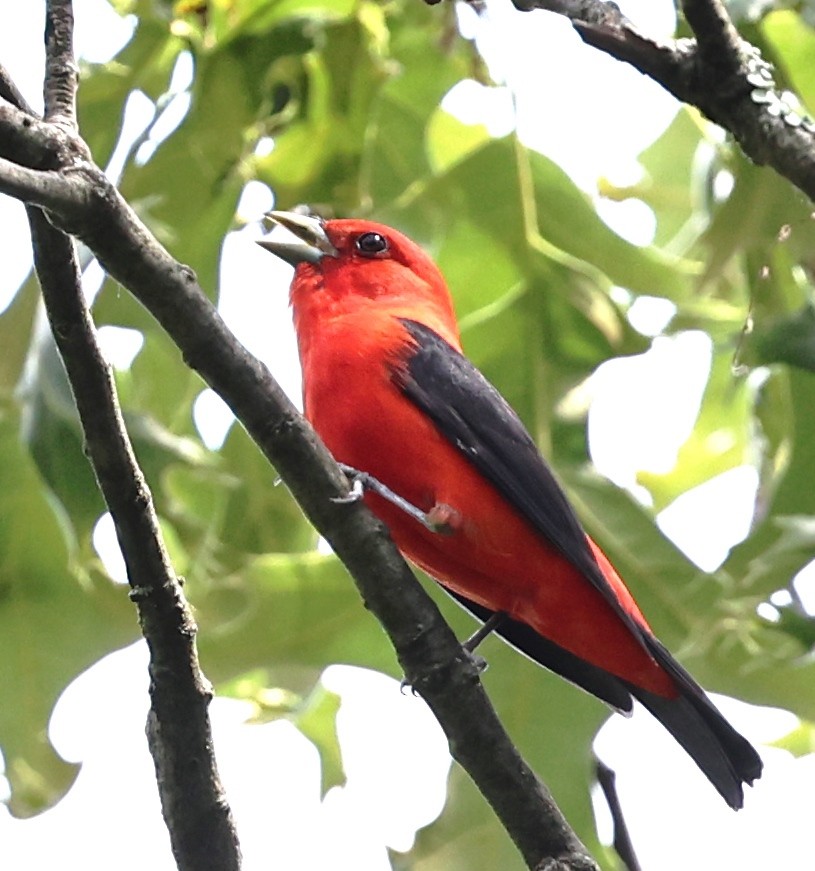 Scarlet Tanager - Dale & Margaret Raven