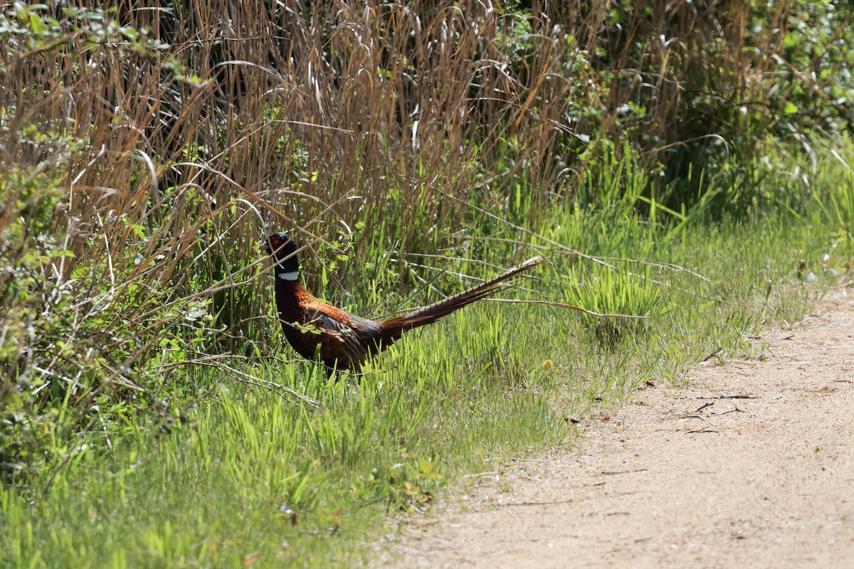 Ring-necked Pheasant - Lisa Goodwin