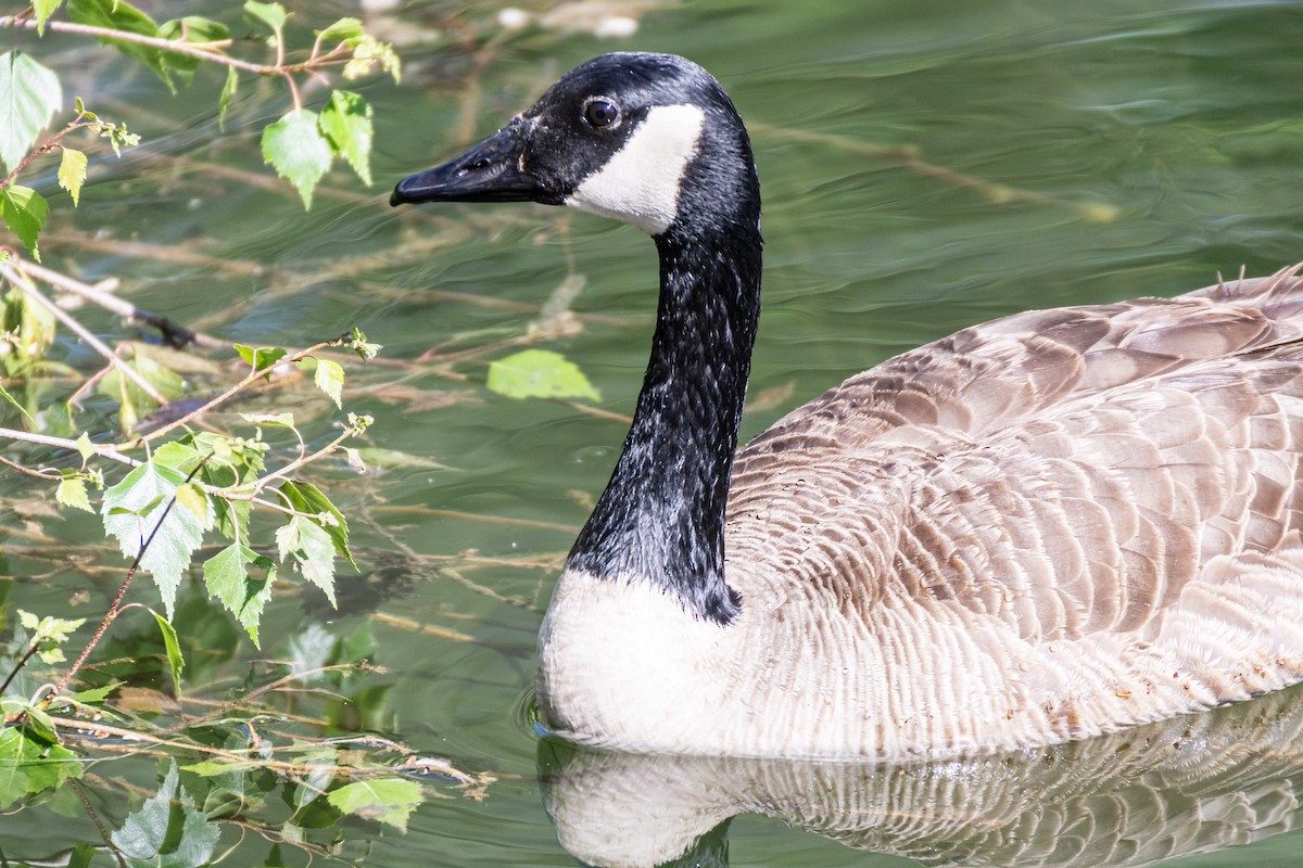 Canada Goose - Jean-Sébastien Guénette