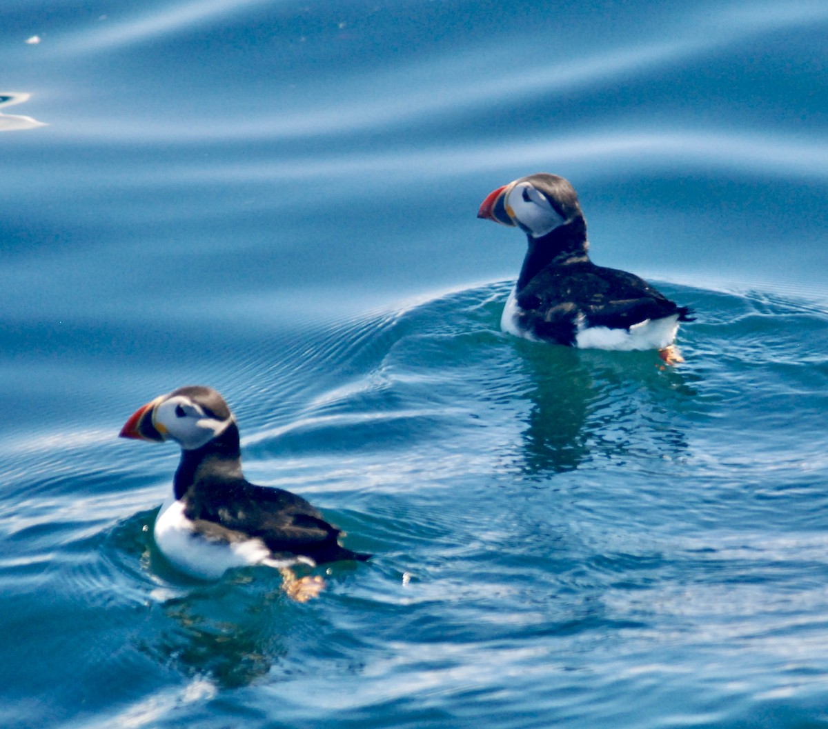 Atlantic Puffin - Sebastian Martinson