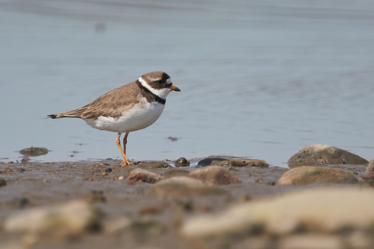 Semipalmated Plover - ML619596992