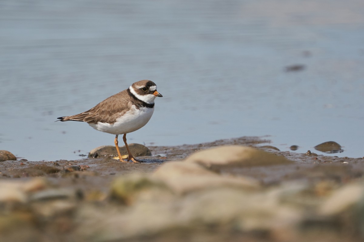 Semipalmated Plover - Dominique Genna