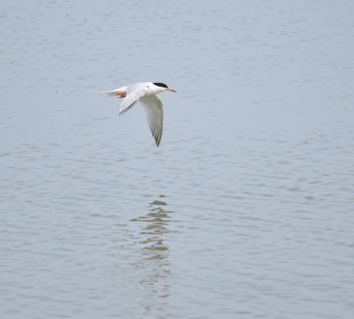 Roseate Tern - Bill Tweit