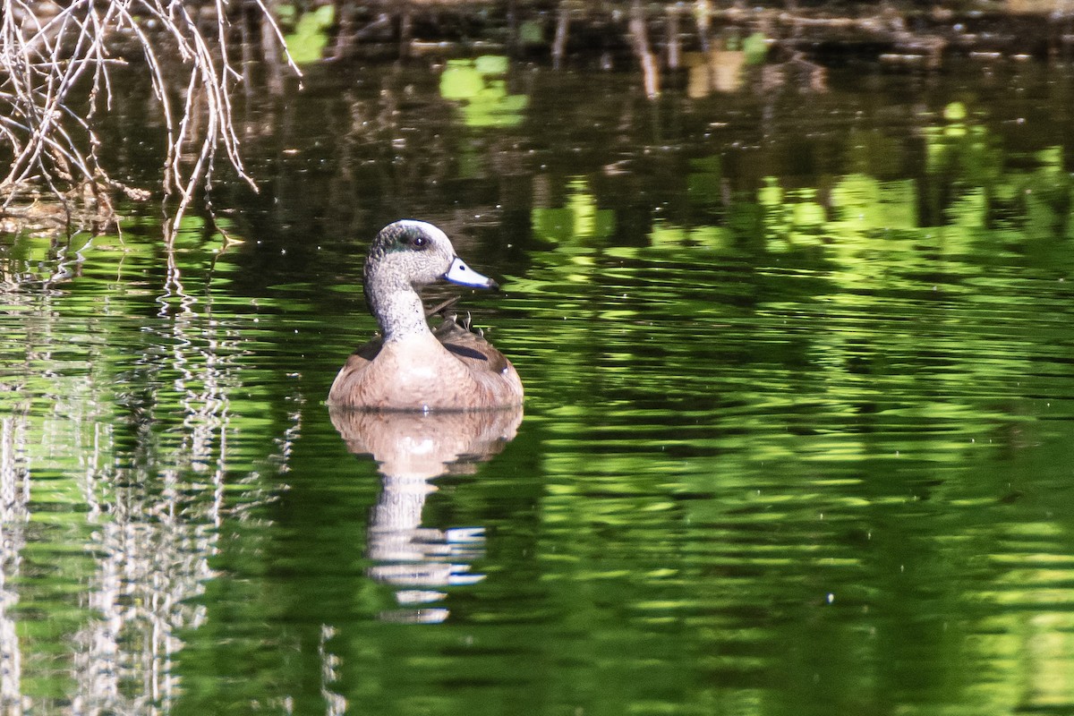 American Wigeon - Jean-Sébastien Guénette