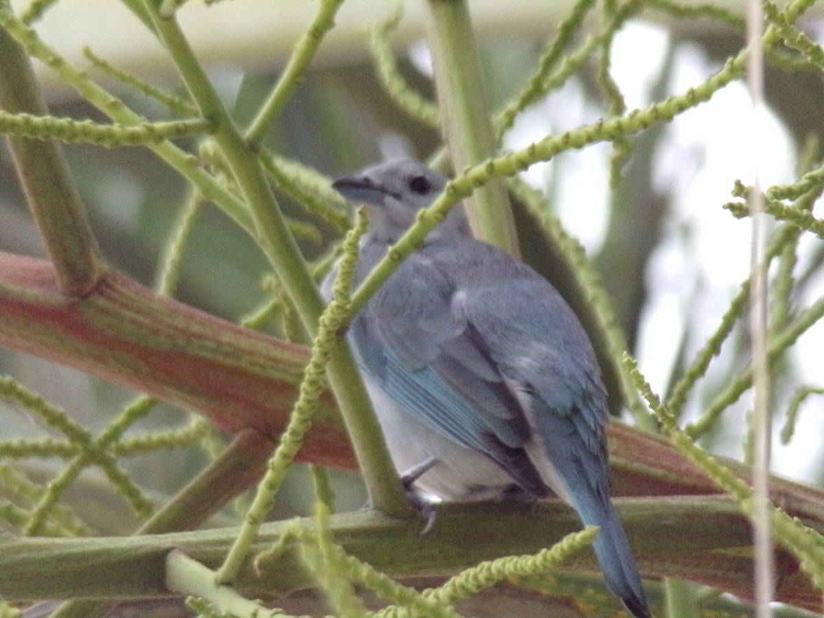 Sayaca Tanager - Antonio Sturion Junior