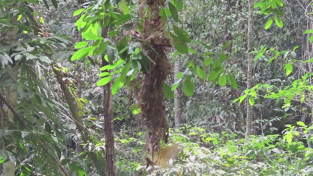 Tropical Royal Flycatcher - ML619596999