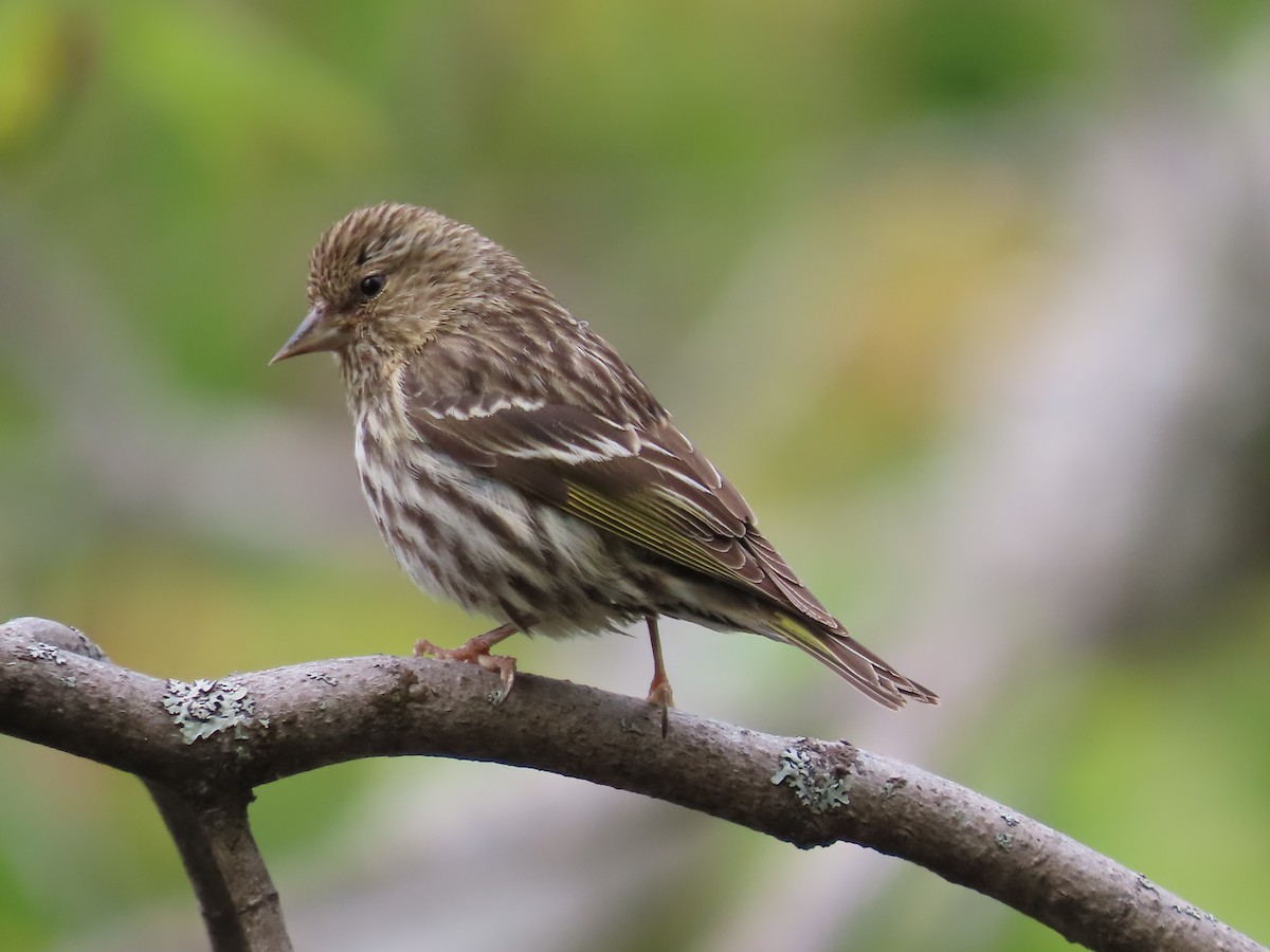 Pine Siskin - claude charest