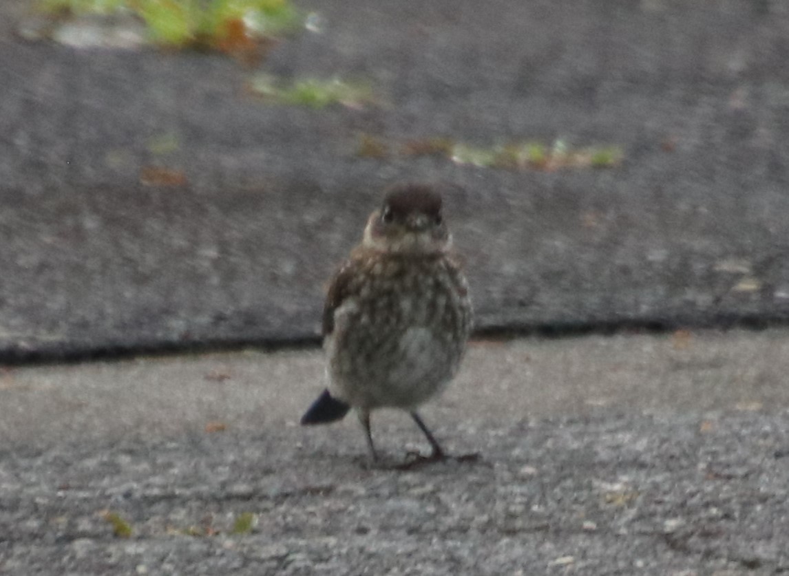 Eastern Bluebird - ML619597003