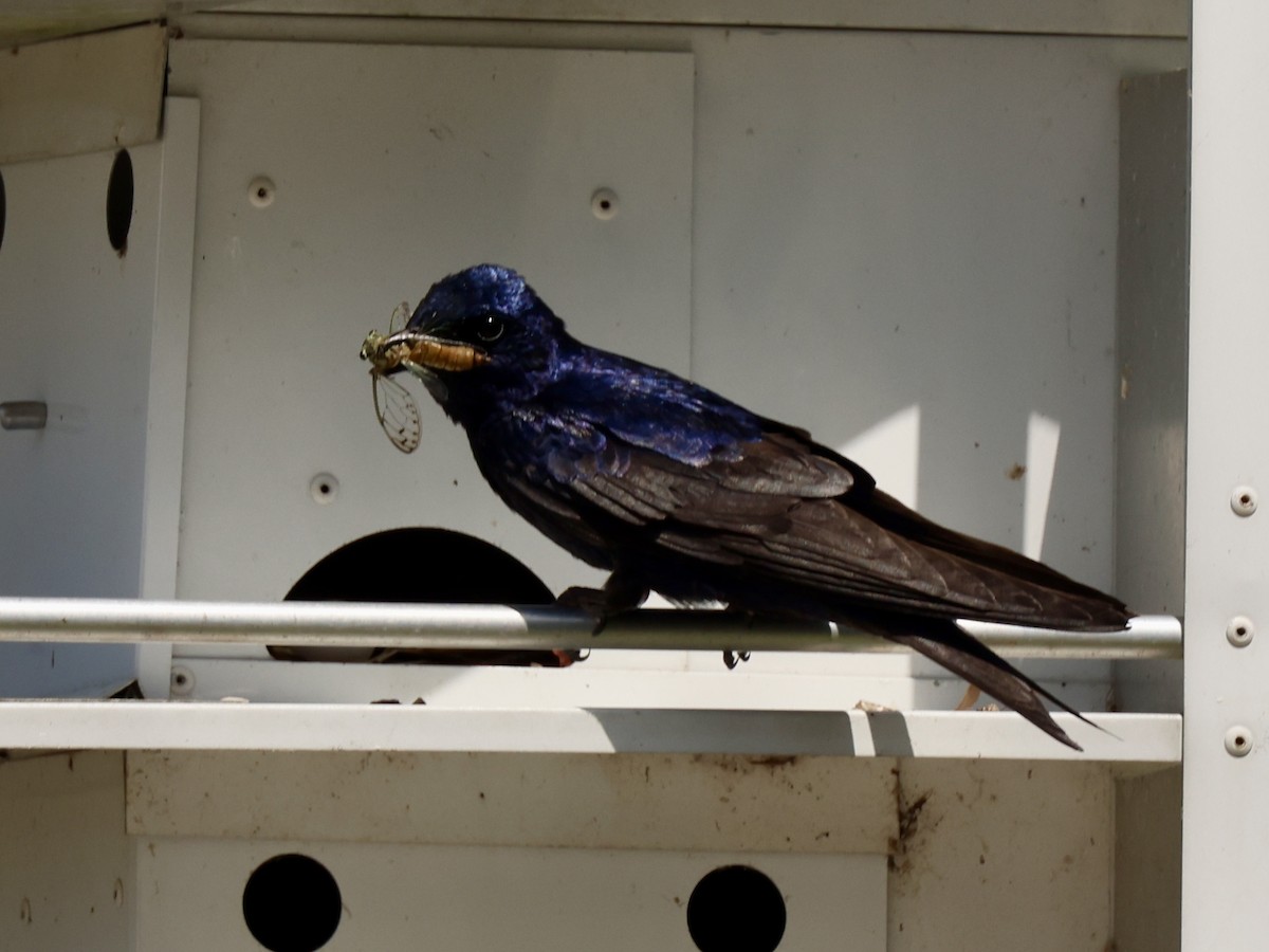 Purple Martin - ML619597006