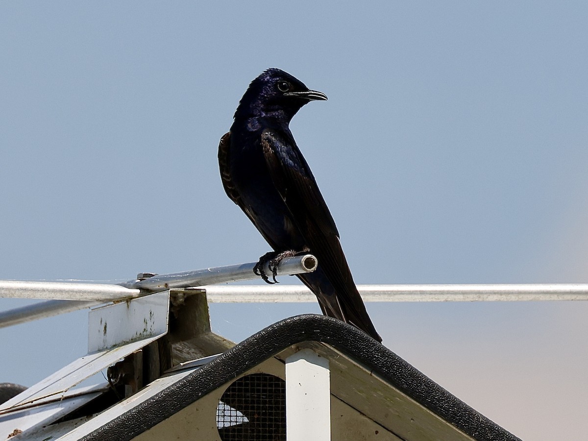 Purple Martin - ML619597008