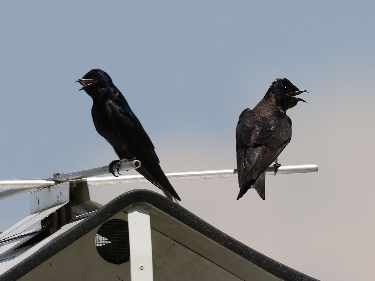 Purple Martin - ML619597009