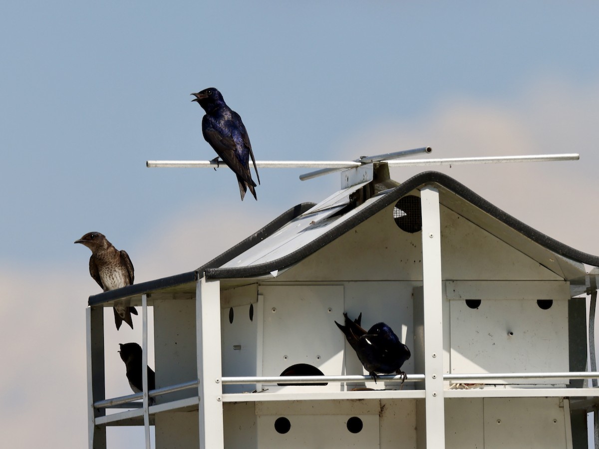 Purple Martin - ML619597010