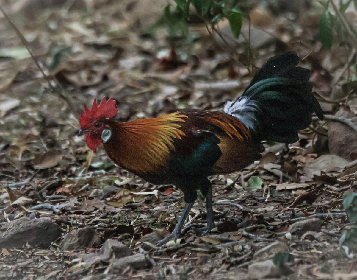 Red Junglefowl - Sanjay Gupta