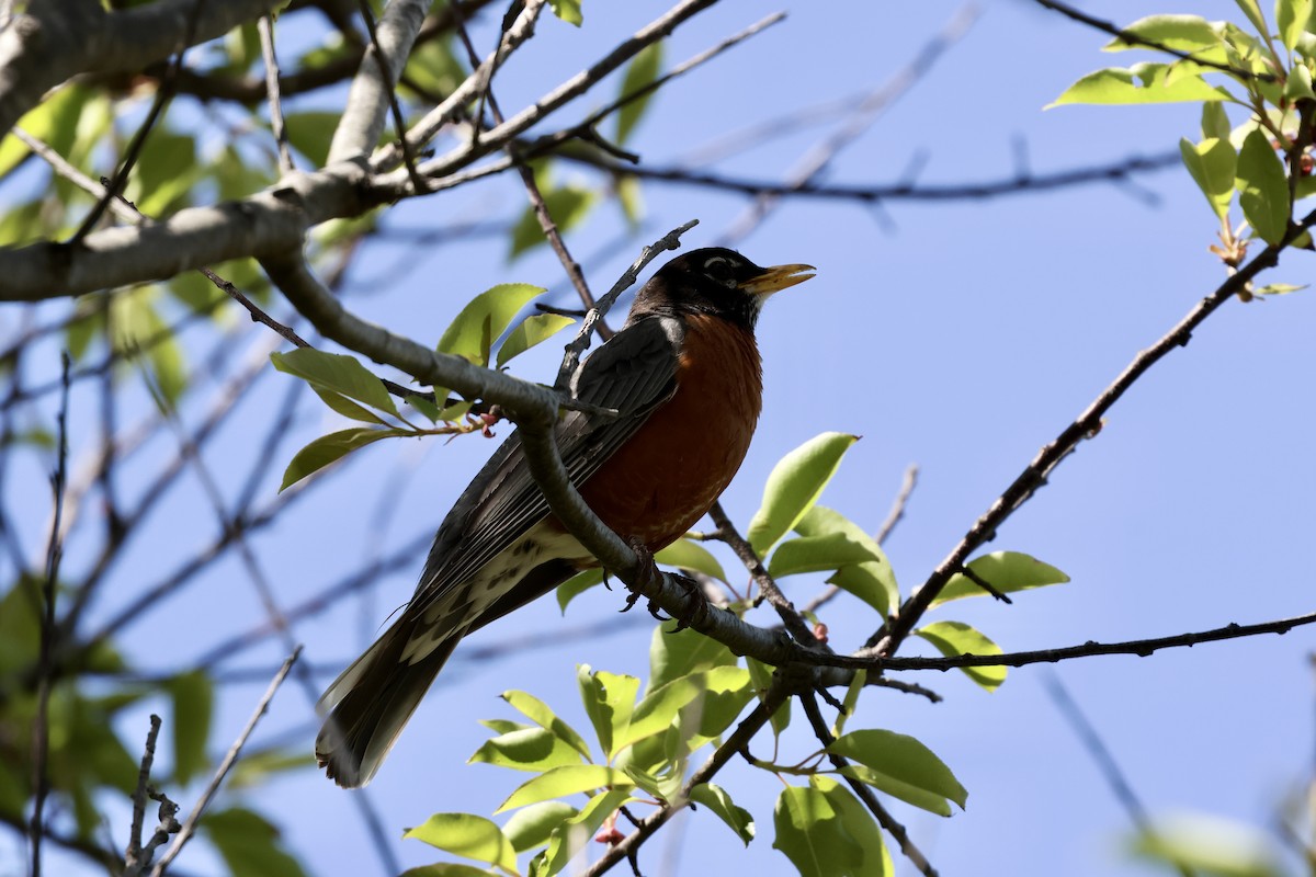 American Robin - Lisa Goodwin