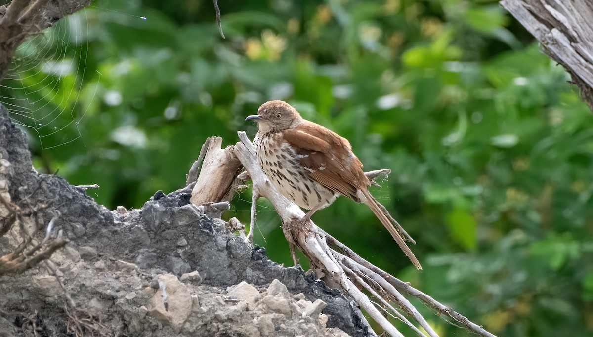 Brown Thrasher - Mike Good