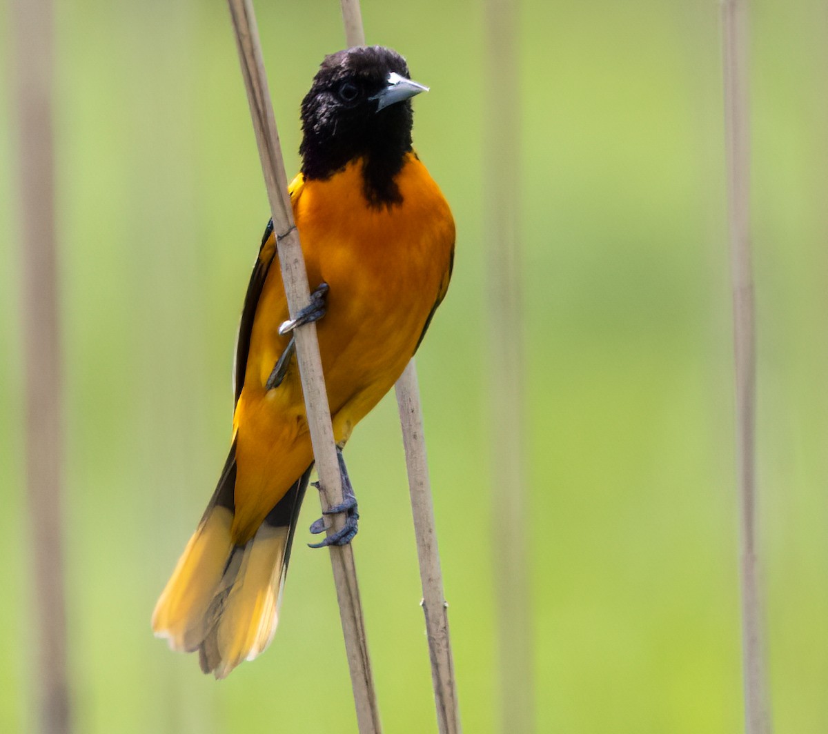 Baltimore Oriole - Debbie Lombardo