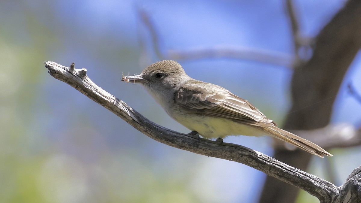 Dusky-capped Flycatcher - Adam Dudley