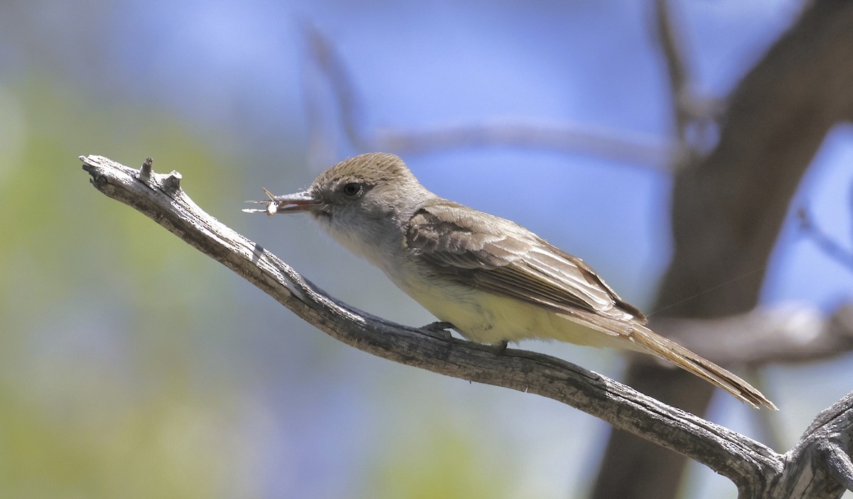 Dusky-capped Flycatcher - Adam Dudley