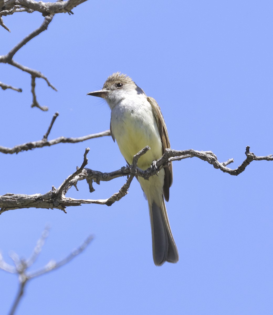 Dusky-capped Flycatcher - Adam Dudley